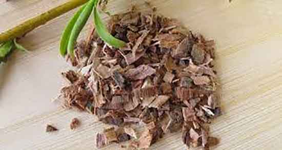 طرز تهیه دمنوش پوست درخت بید ؛ دمنوش پوست درخت بید برای سردرد