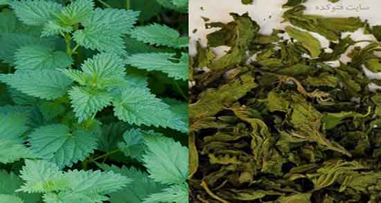 طرز تهیه دمنوش چای گزنه ؛ طریقه درست کردن دمنوش چای گزنه چیست