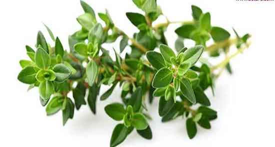 طرز تهیه عرق آذربه ؛ دستور تهیه عرق اذربه به روش سنتی چگونه است