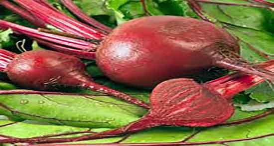 طرز تهیه ملاس چغندر ؛ دستور تهیه عرق از ملاس چغندر چگونه است