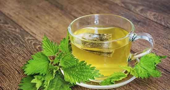 طرز تهیه چای گزنه ؛ دستور تهیه چای گزنه برای مصارف خانگی چگونه است