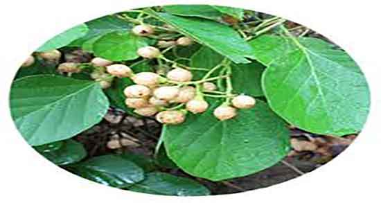 طرز مصرف سپستان ؛ نحوه مصرف سپستان برای چربی سوزی بدن طرز مصرف سپستان ؛ نحوه مصرف سپستان برای چربی سوزی بدن