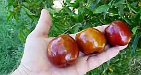 طرز مصرف عناب برای سرفه ؛ دستور مصرف عناب برای سرفه های شدید
