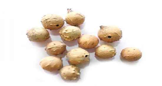طریقه استفاده مازو برای عفونت واژن ؛ دستور استفاده مازو برای عفونت واژن
