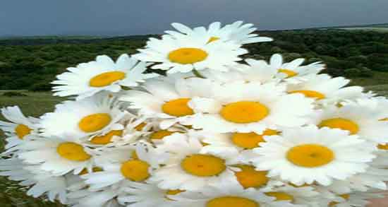 طریقه مصرف بابونه برای عفونت واژن ؛ دستور مصرف بابونه برای عفونت واژن