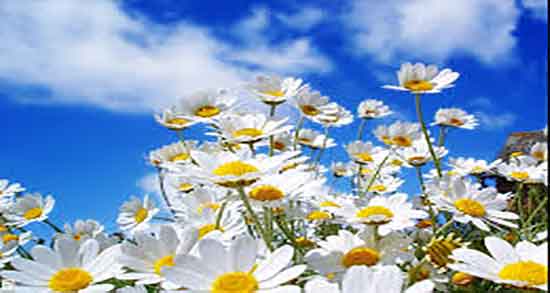 طریقه مصرف بابونه شیرازی ؛ دستور مصرف بابونه شیرازی برای تنگی نفس