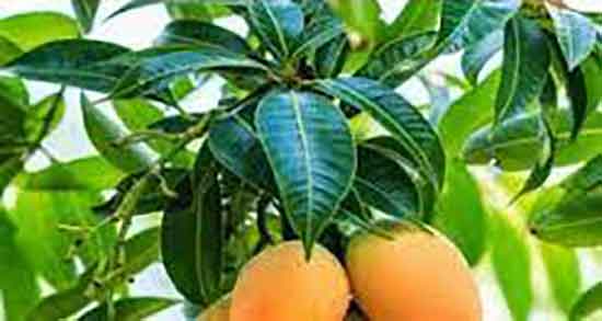 طریقه مصرف برگ انبه ؛ دستور مصرف برگ انبه به روش سنتی چسیت