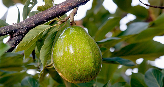 طریقه مصرف روغن آووکادو برای پوست ؛ دستور روغن آووکادو برای پوست بدن