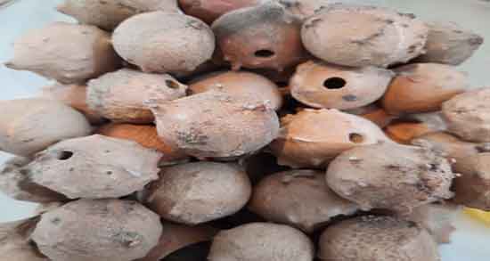 طریقه مصرف روغن مازو برای واژن ؛ دستور مصرف روغن مازو برای واژن زنان