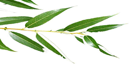 طریقه مصرف عرق بید ؛ دستور استفاده از عرق بید برای لاغری شکم
