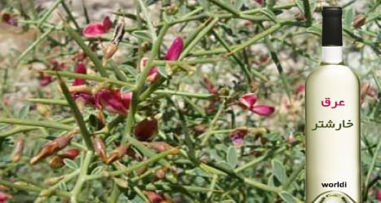 طریقه مصرف عرق خارشتر برای دفع سنگ کلیه ؛ مقدار مصرف عرق خارشتر