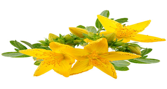 طریقه مصرف علف چای ؛ چگونه میتوان علف چای را مصرف کرد