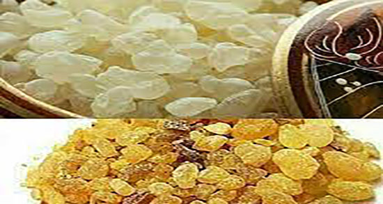 طریقه مصرف مصطکی برای لاغری ؛ دمنوش مصطکی برای لاغری شکم
