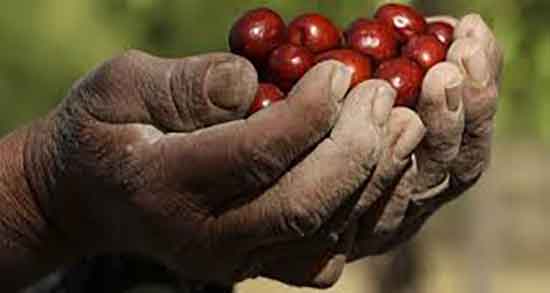 طریقه مصرف هسته عناب ؛ دستور استفاده از هسته عناب برای زخم معده