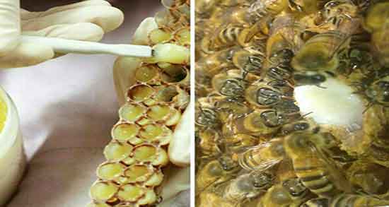 طریقه مصرف ژل رویال برای تقویت سیستم ایمنی بدن ؛ نحوه مصرف ژل رویال