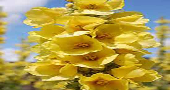 طریقه مصرف گل ماهور ؛ دستور استفاده از گل ماهور را برای قند خون