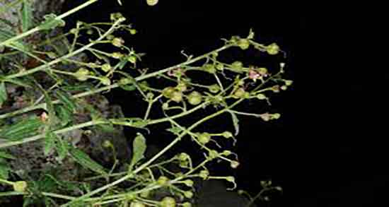 طریقه مصرف گیاه سیم اوتی ؛ دستور استفاده از گیاه سیم اوتی برای لاغری