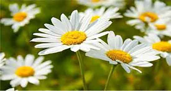 عرق بابونه برای چیست ؛ فواید مصرف عرق بابونه برای کنترل فشار خون