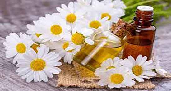 عرق بابونه و قاعدگی ؛ خوردن عرق بابونه برای درمان درد پریودی زنان