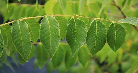 عرق برگ گردو برای چی خوبه ؛ فواید مصرف عرق برگ گردو برای پوست