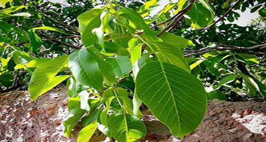 عرق برگ گردو و دیابت ؛ خواص برگ درخت گردو برای کنترل قند خون
