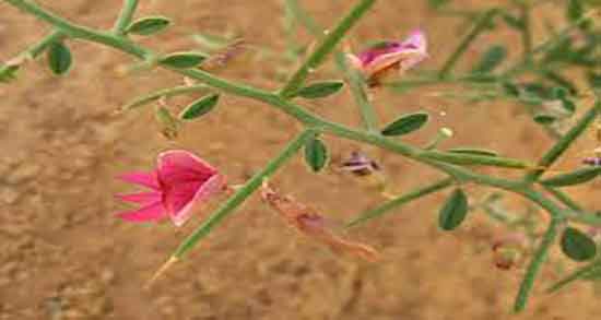 عرق خارشتر برای لاغری ؛ خاصیت مصرف عرق خارشتر برای لاغری بدن