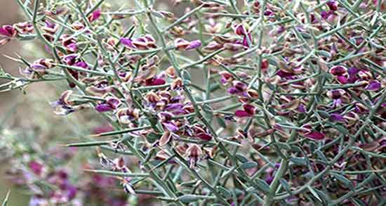 عرق خارشتر برای پروستات ؛ خواص عرق خارشتر برای درمان پروستات