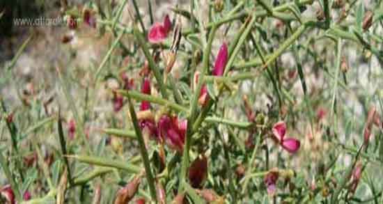 عرق خارشتر در طب سنتی ؛ خواص مصرف عرق خارشتر در طب سنتی
