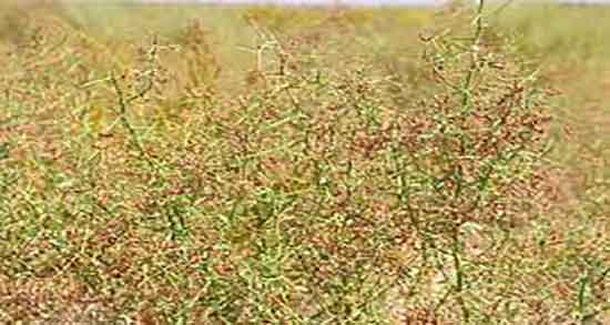 عرق خارشتر و کاسنی ؛ عرق گیاهی شاه تره خارشتر و کاسنی برای معده