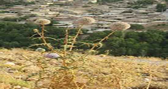 عرق خارشتر و کبد چرب ؛ استفاده از عرق خارشتر برای درمان کبد چرب