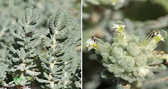 عرق کلپوره برای نوزاد ؛ خواص عرق کلپوره برای رفلاکس معده کودکان