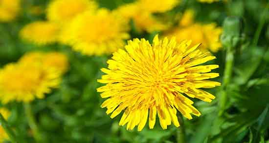 عرق گیاهی قاصدک ؛ عوارض و فواید مصرف عرق قاصدک برای سرماخوردگی