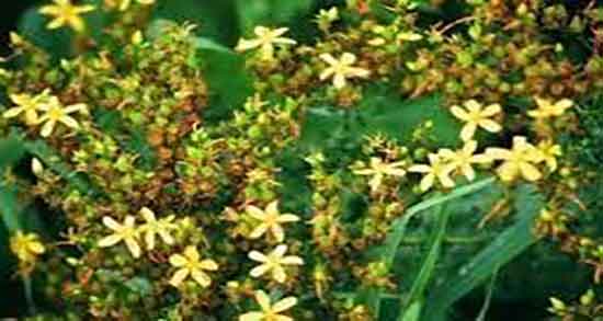 عصاره گل راعی ؛ چگونه میتوان عصاره گل راعی را گرفت در خانه