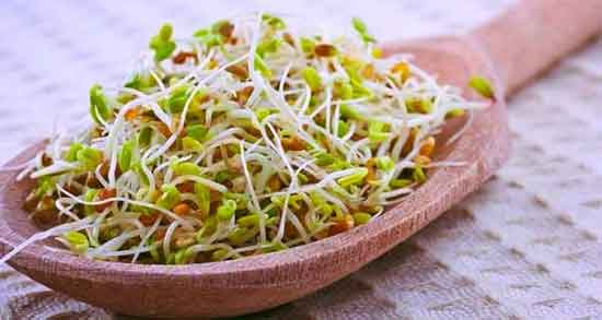علت تلخی جوانه کنجد ؛ چرا کنجد وقتی جوانه میزند تلخ میشود
