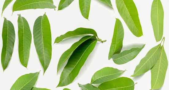علت زرد شدن برگ انبه ؛ چرا برگ انبه زرد میشود + دلیل زردی برگ انبه