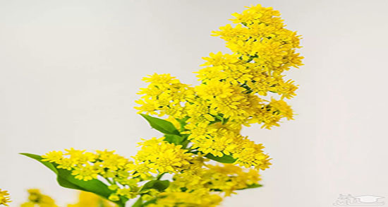 علف چای برای افسردگی ؛ درمان افسردگی زود رس با مصرف علف چای