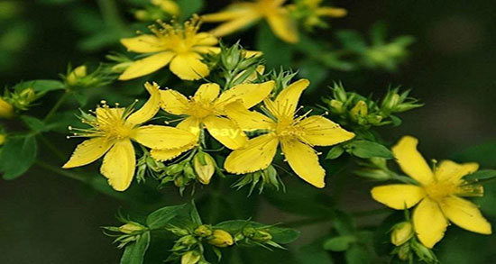 علف چای و فشار خون ؛ ایا مصرف علف چای برای کنترل فشار خون مفیده