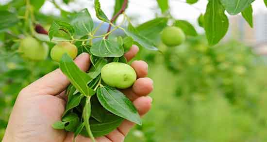 عناب برای قند خون ؛ ایا مصرف عناب برای قند خون مناسب است
