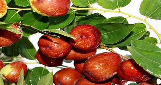 عناب برای چی خوبه ؛ ایا خوردن عناب تازه برای سرماخوردگی خوبه