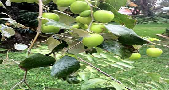 عناب برای کودک یک ساله ؛ تاثیر دادن دمنوش عناب برای یبوست کودکان