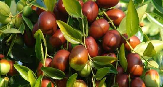 عناب و غلظت خون ؛ خاصیت خوردن عناب برای درمان غلظت خون شدید