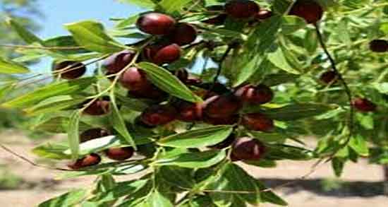 عناب و فشار خون بارداری ؛ تاثیر مصرف عناب برای کنترل فشار خون بارداری