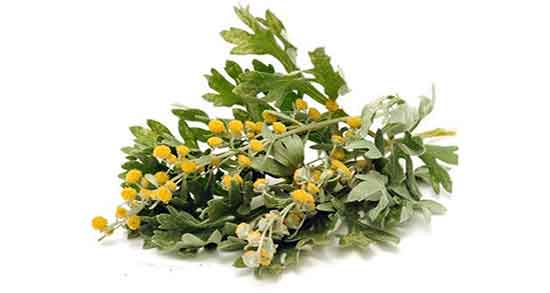 عوارض افسنطین ؛ مضرات مصرف افسنطین برای کودکان و بزرگسالان