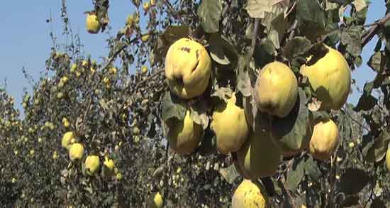 عوارض به دانه در بارداری ؛ عوارض مصرف دمنوش به دانه در حاملگی زنان