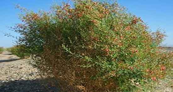 عوارض خارشتر ؛ مضرات مصرف عرق خارشتر برای زنان باردار چیست