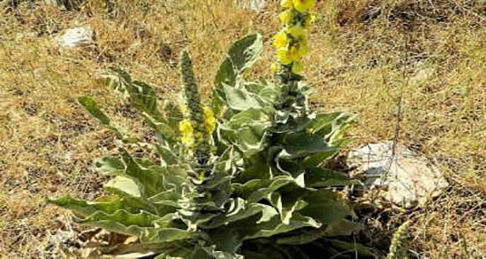 عوارض خرگوشک ساچ ؛ ایا روغن خرگوشک ساچ برای سرماخوردگی خوبه