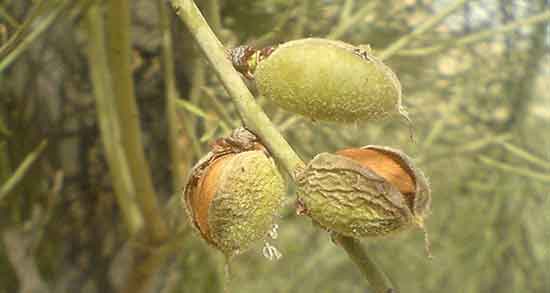عوارض روغن الوک ؛ ایا خوردن روغن الوک برای بدن کودکان مضره یا نه