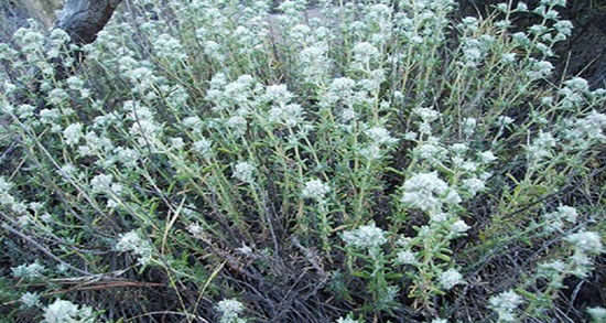 عوارض عرق کلپوره ؛ خواص و عوارض مصرف عرق کلپوره برای معده