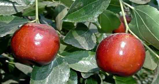 عوارض عناب در بارداری ؛ مضرات مصرف عناب برای زنان باردار چیست