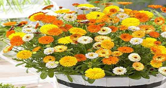 عوارض مصرف گل همیشه بهار ؛ خاصیت گل همیشه بهار برای کیست تخمدان